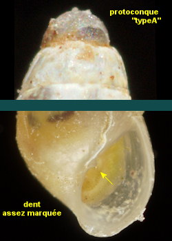 Odostomia plicata