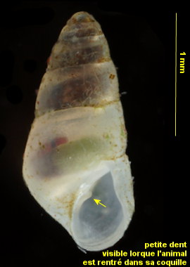 Odostomia turrita