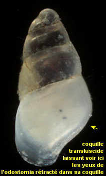 Odostomia turrita