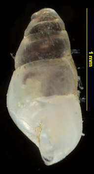 Odostomia turrita