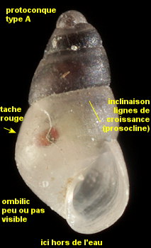 Odostomia turrita