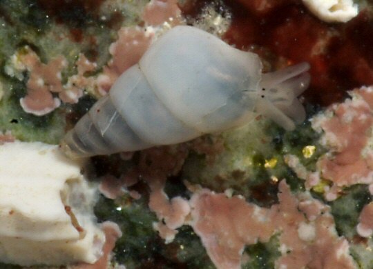 Odostomia unidentata