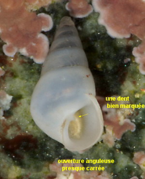 Odostomia unidentata