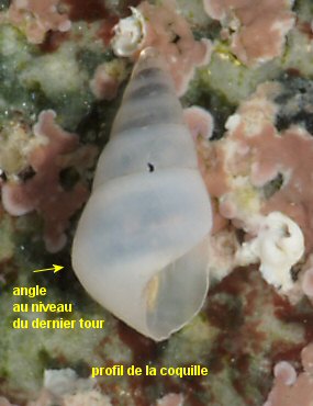 Odostomia unidentata