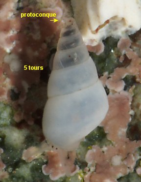 Odostomia unidentata