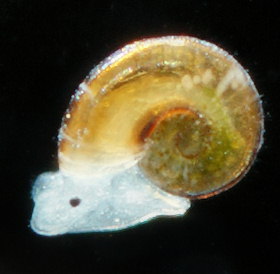 Omalogyra atomus