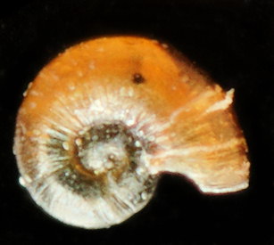 Omalogyra atomus