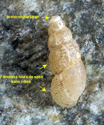 Onoba aculeus