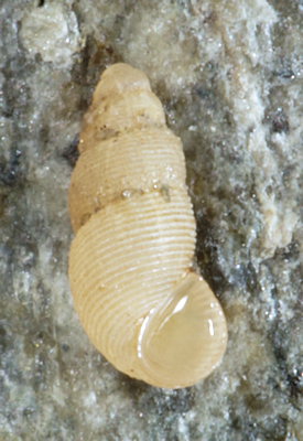 Onoba aculeus