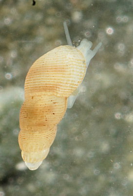 Onoba aculeus