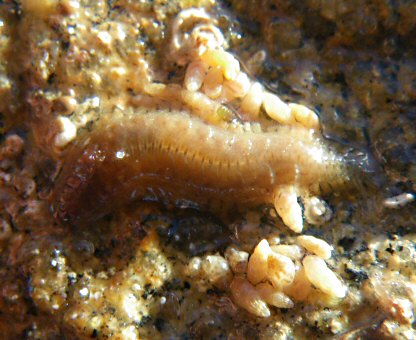 Onoba semicostata