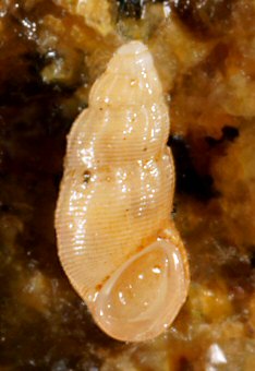 Onoba semicostata