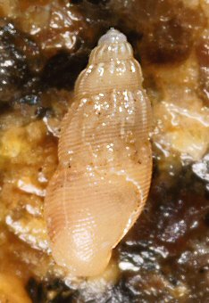 Onoba semicostata