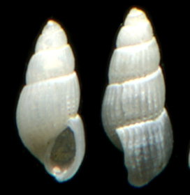 Parthenina decussata