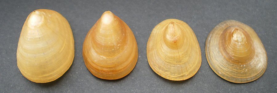 Patella pellucida