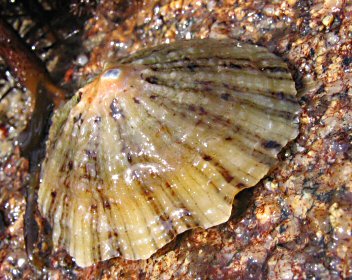 Patella vulgata