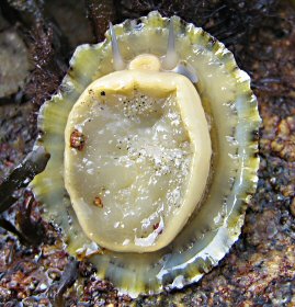 Patella vulgata