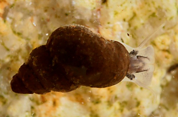 Potamopyrgus antipodarum