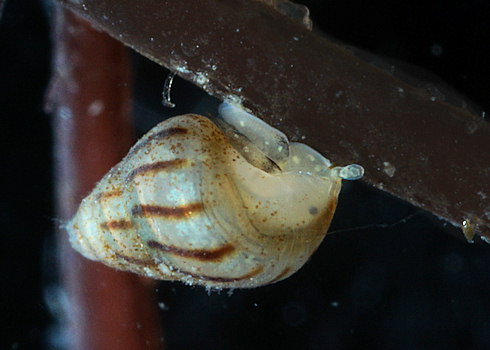 Pusillina inconspicua