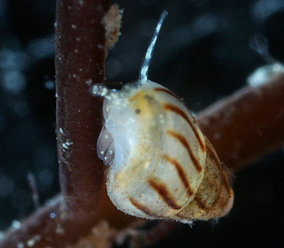 Pusillina inconspicua