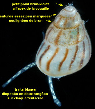 Pusillina inconspicua