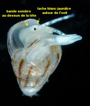 Pusillina inconspicua