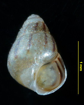 Pusillina inconspicua