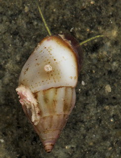 Rissoa lilacina