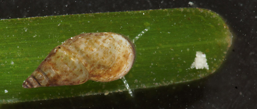 Rissoa membranacea