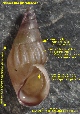 Rissoa membranacea