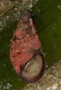 Rissoa membranacea