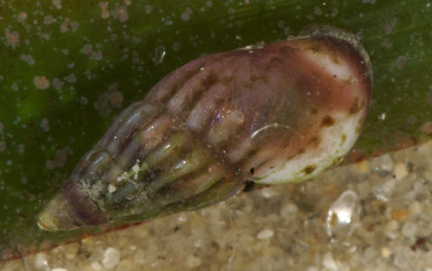 Rissoa membranacea