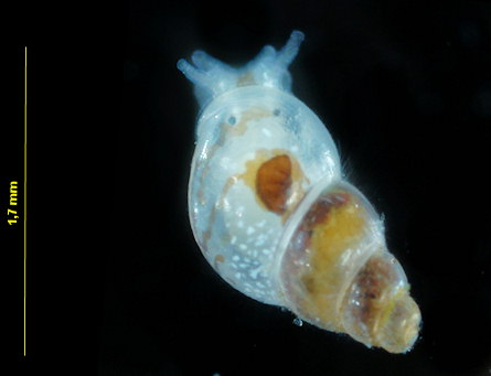 Rissoella diaphana