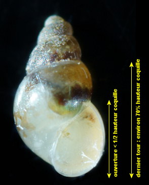 Rissoella diaphana