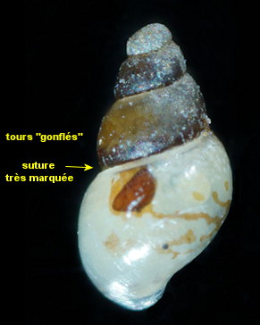 Rissoella diaphana