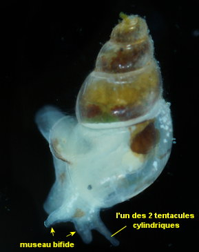 Rissoella diaphana