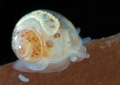 Rissoella opalina