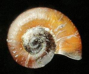 Skeneopsis planorbis