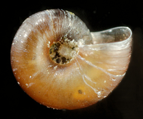 Skeneopsis planorbis