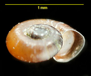 Skeneopsis planorbis