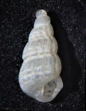 Tragula fenestrata