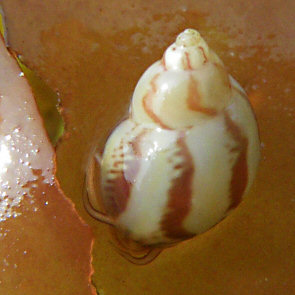 Tricolia pullus