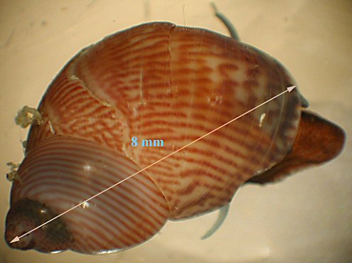 Tricolia pullus