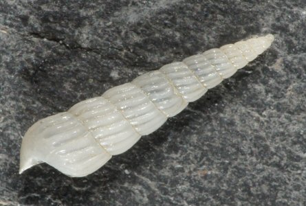 Turbonilla lactea