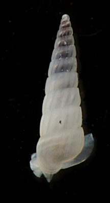 Turbonilla lactea