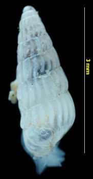 Turbonilla pusilla