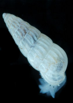 Turbonilla pusilla