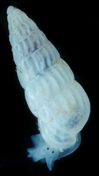 Turbonilla pusilla