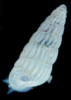 Turbonilla pusilla