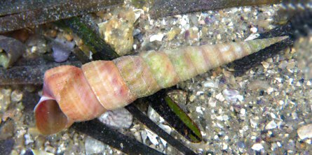 Turritellinella tricarinata